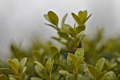 Close-up of plant growing in field