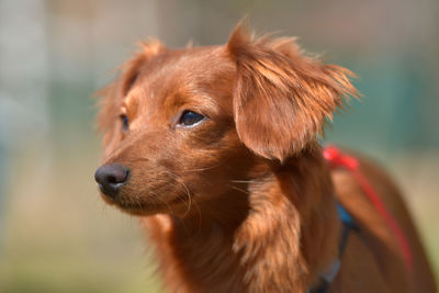 Close-up of dog looking away