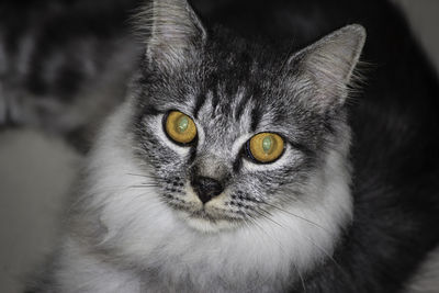 Close-up portrait of cat