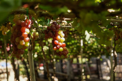 Close-up of fruits growing on tree