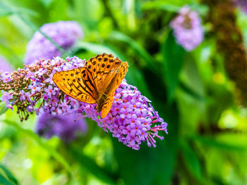 Close-up of butterfly pollinating on purple flower