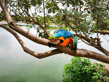 Gold and blue macaw perching on a tree