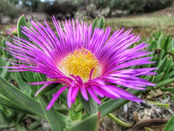 Close-up of purple crocus blooming on field