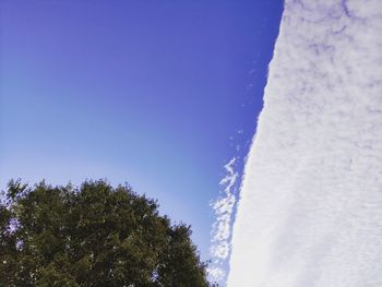 Low angle view of trees against sky