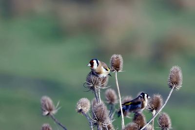 Lovely goldfinch