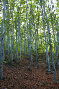 Trees in forest