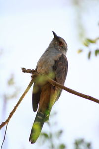 Low angle view of bird perching on branch