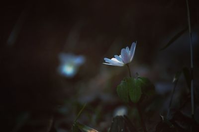 Close-up of flower blooming outdoors