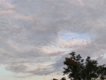 Low angle view of tree against sky