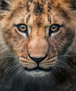 Close-up of lioness