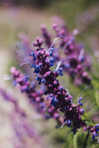 Close-up of purple flowering plant