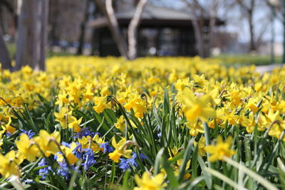 Close-up of yellow flowers