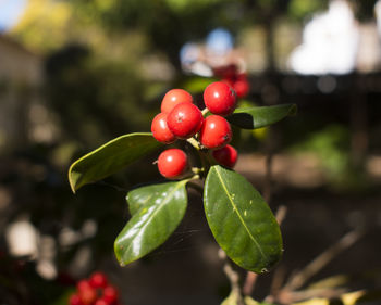 Close-up of cherries on tree