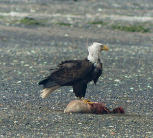 Bald eagle eating seal on shore