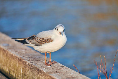 Close-up of seagull perching on retaining wall