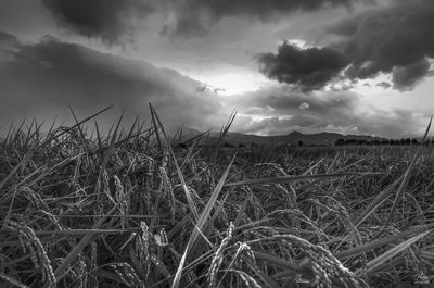 Plants growing on field against sky
