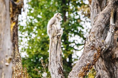 Low angle view of monkey on tree trunk