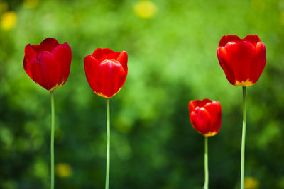 Close-up of red poppy flowers