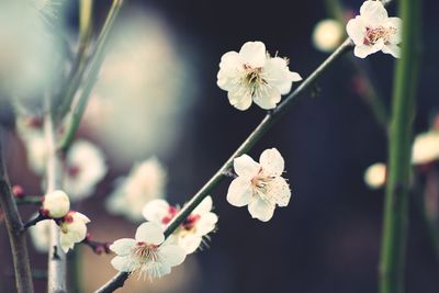 Close-up of white flowers blooming outdoors