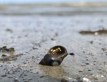 Close-up of shell on sand