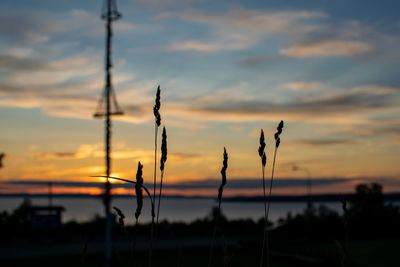 Close-up of silhouette plants against sky during sunset