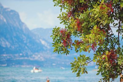 Tree growing on plant against sky