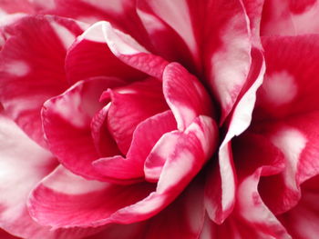Camellia plants are beautiful in shape and colorful in flower shapes