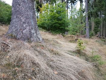 Trees growing in forest