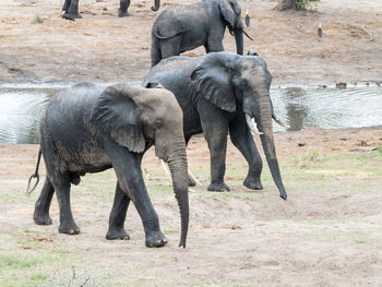 Elephant walking in a horse