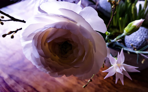 Close-up of rose