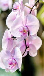 Close-up of pink flowers blooming on tree