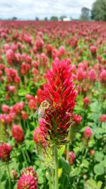 Close-up of bee on red flowers