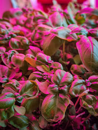 Full frame shot of pink flowering plants