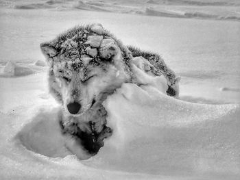 The alaskan malamute in rovaniemi, finland