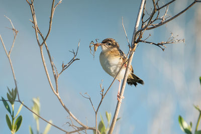 Low angle view of bird perching on branch