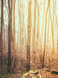 Bare trees in forest