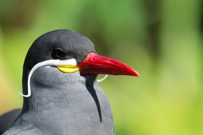 Close-up of bird