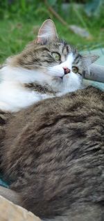 Close-up of cat resting
