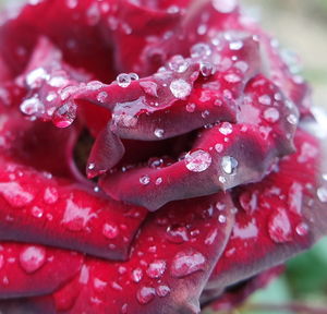 Close-up of wet red flower