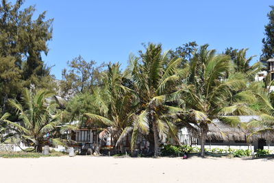 Palm trees on beach against clear sky