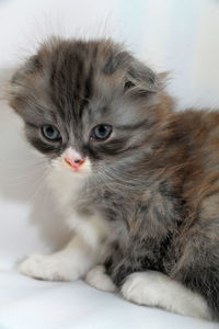 Close-up portrait of kitten