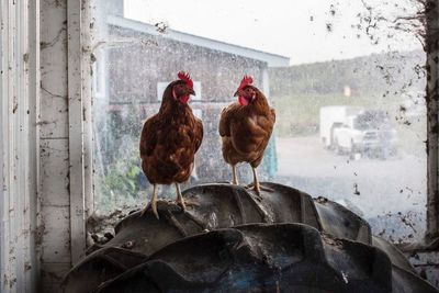 Chickens against glass window