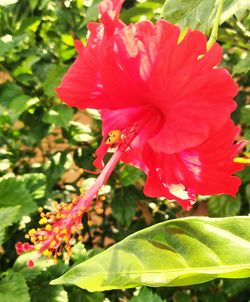 Close-up of red hibiscus flower