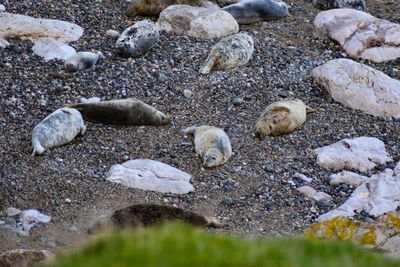 High angle view of pebbles on beach