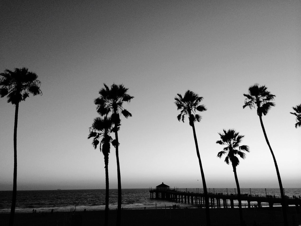 sea, horizon over water, beach, water, palm tree, tranquility, tranquil scene, shore, clear sky, scenics, beauty in nature, sand, tree, nature, vacations, copy space, idyllic, sky, incidental people, tourism