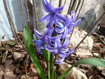 Close-up of purple crocus flowers