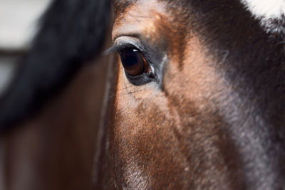 Close-up of horse