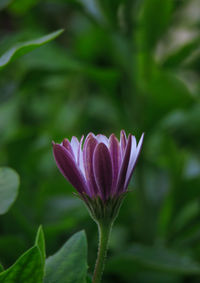 Close-up of pink flower