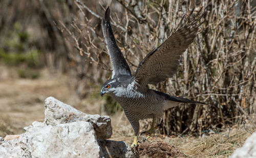 Bird flying over rock