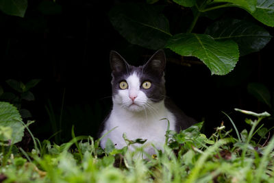 Portrait of cat sitting by plant